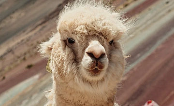 Llama en Montaña de Colores (Vinicunca), Cusco: primer plano con fondo de laderas multicolores
