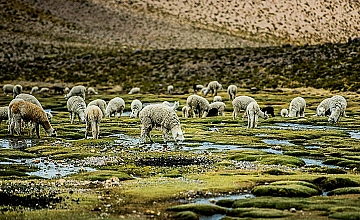 Bofedales en el camino a la montaña arco iris, alpacas en el humedal andino