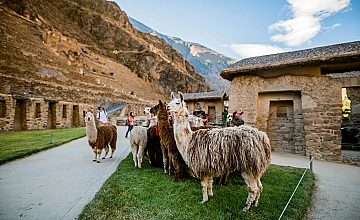 Cusco: llamas en Ollantaytambo durante el tour por el Valle Sagrado