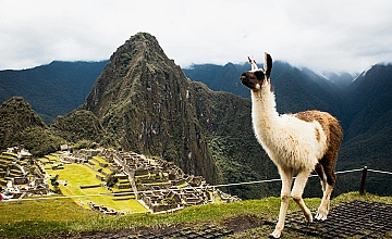 Llama en Machu Picchu con vista panorámica de la ciudadela (Cusco, Peru)